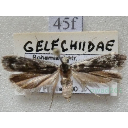 Anacampsis blattariella (Hübner, 1796) Czech45f